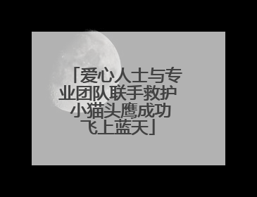 爱心人士与专业团队联手救护 小猫头鹰成功飞上蓝天