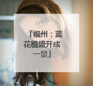 福州：蓝花楹盛开成一景