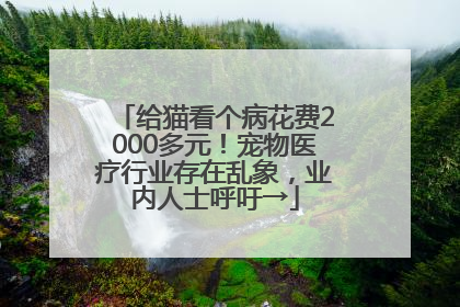 给猫看个病花费2000多元！宠物医疗行业存在乱象，业内人士呼吁→