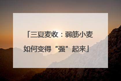 三夏麦收：弱筋小麦如何变得“强”起来