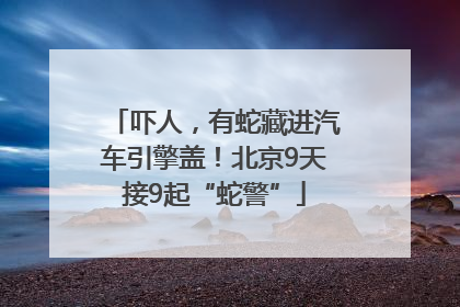 吓人，有蛇藏进汽车引擎盖！北京9天接9起“蛇警”