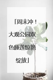 周末冲！大观公园双色睡莲惊艳绽放