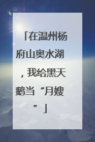 在温州杨府山奥水湖，我给黑天鹅当“月嫂”