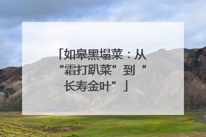 如皋黑塌菜：从“霜打趴菜”到“长寿金叶”