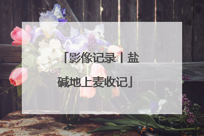 影像记录丨盐碱地上麦收记