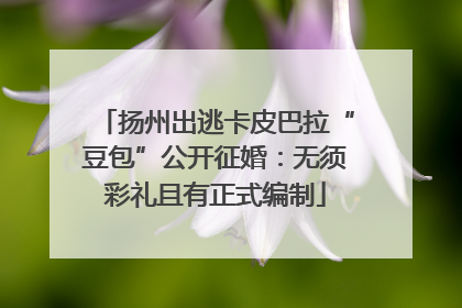 扬州出逃卡皮巴拉“豆包”公开征婚：无须彩礼且有正式编制