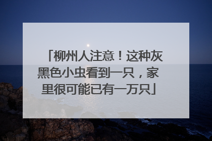 柳州人注意！这种灰黑色小虫看到一只，家里很可能已有一万只