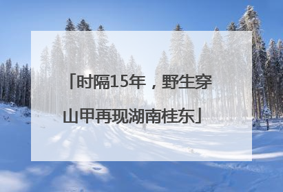 时隔15年，野生穿山甲再现湖南桂东