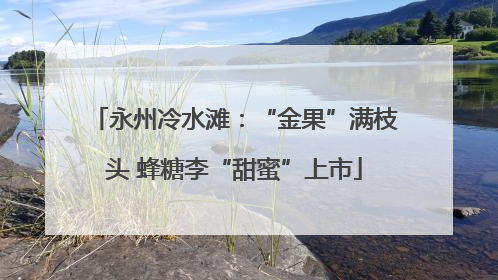 永州冷水滩：“金果”满枝头 蜂糖李“甜蜜”上市