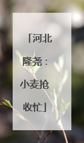 河北隆尧：小麦抢收忙