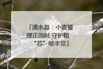 清水县：小麦管理正当时 守护粮“芯”绘丰景