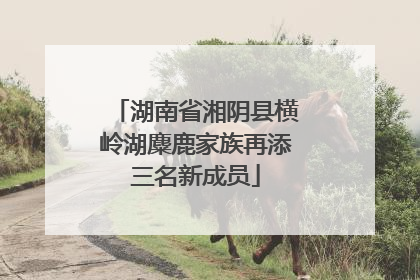 湖南省湘阴县横岭湖麋鹿家族再添三名新成员