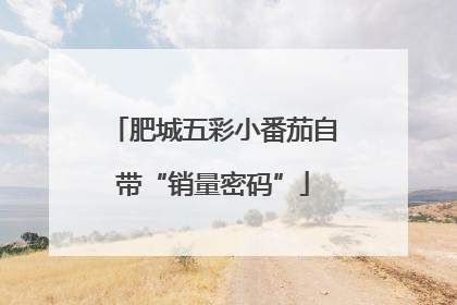 肥城五彩小番茄自带“销量密码”