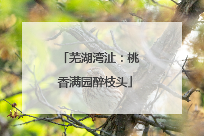 芜湖湾沚：桃香满园醉枝头