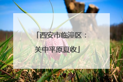 西安市临潼区：关中平原夏收