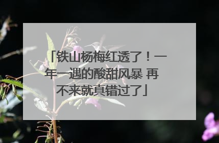 铁山杨梅红透了！一年一遇的酸甜风暴 再不来就真错过了