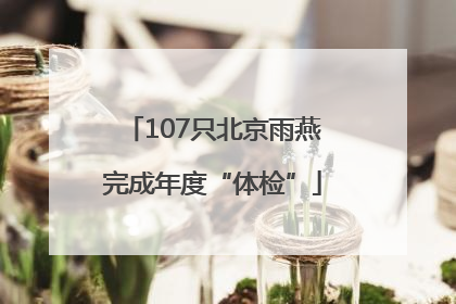 107只北京雨燕完成年度“体检”