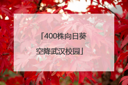 400株向日葵空降武汉校园