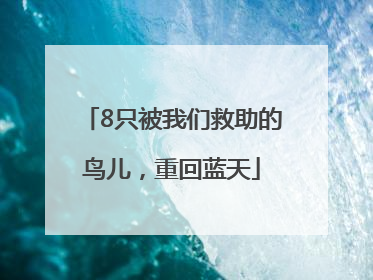 8只被我们救助的鸟儿，重回蓝天